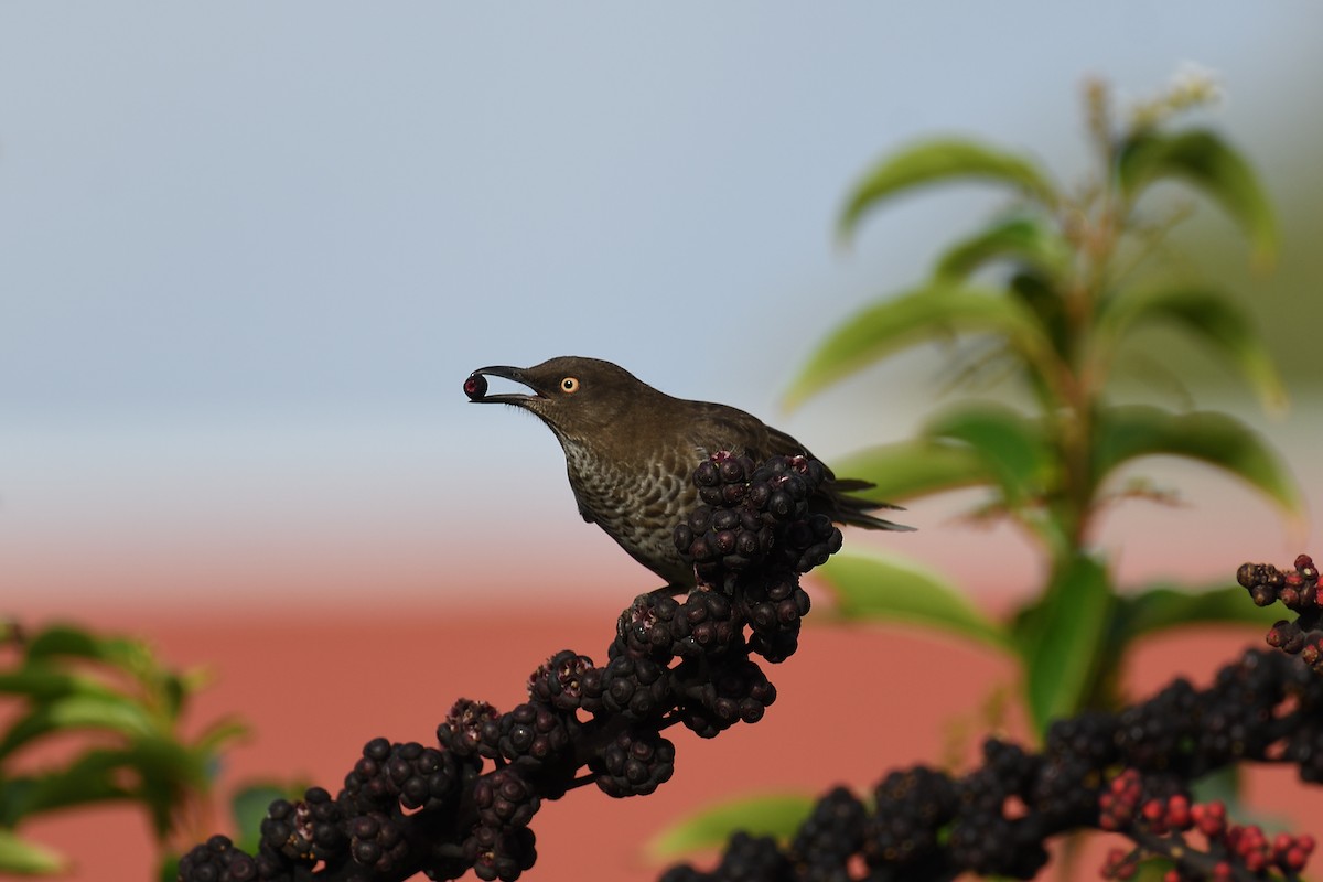 Scaly-breasted Thrasher - ML609305512