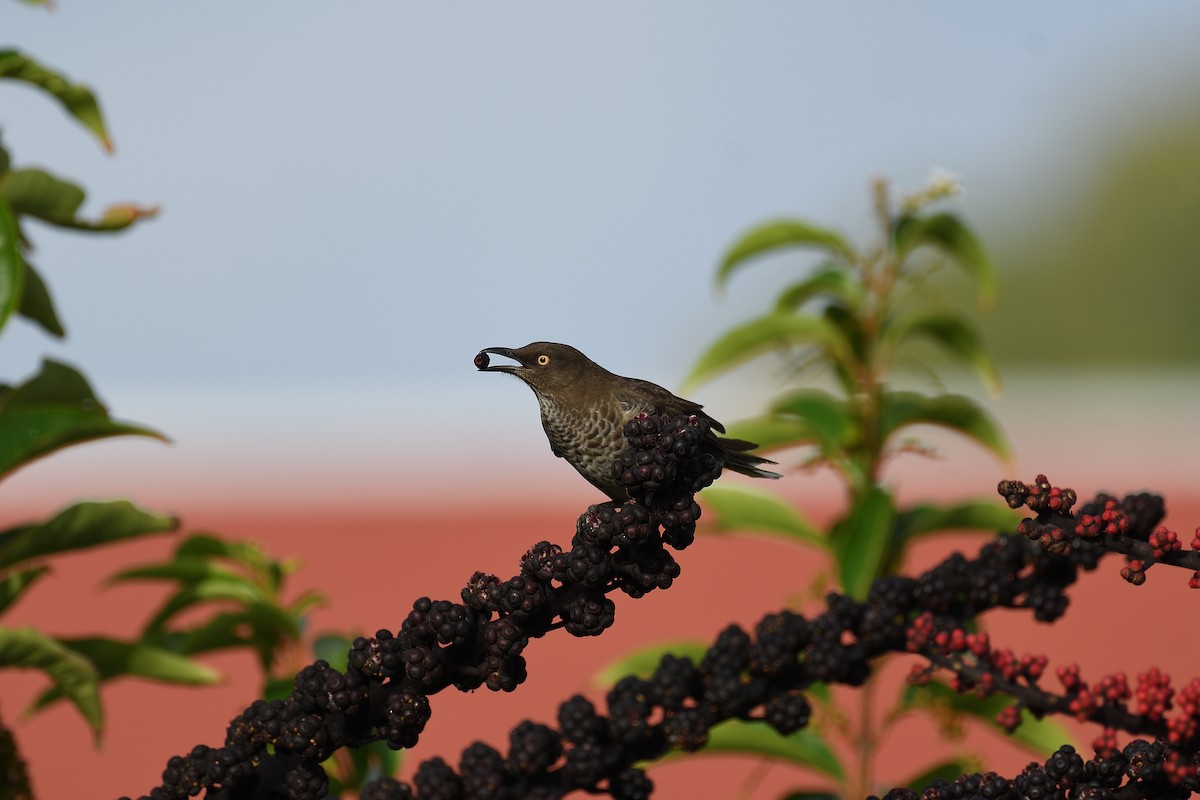 Scaly-breasted Thrasher - ML609305513