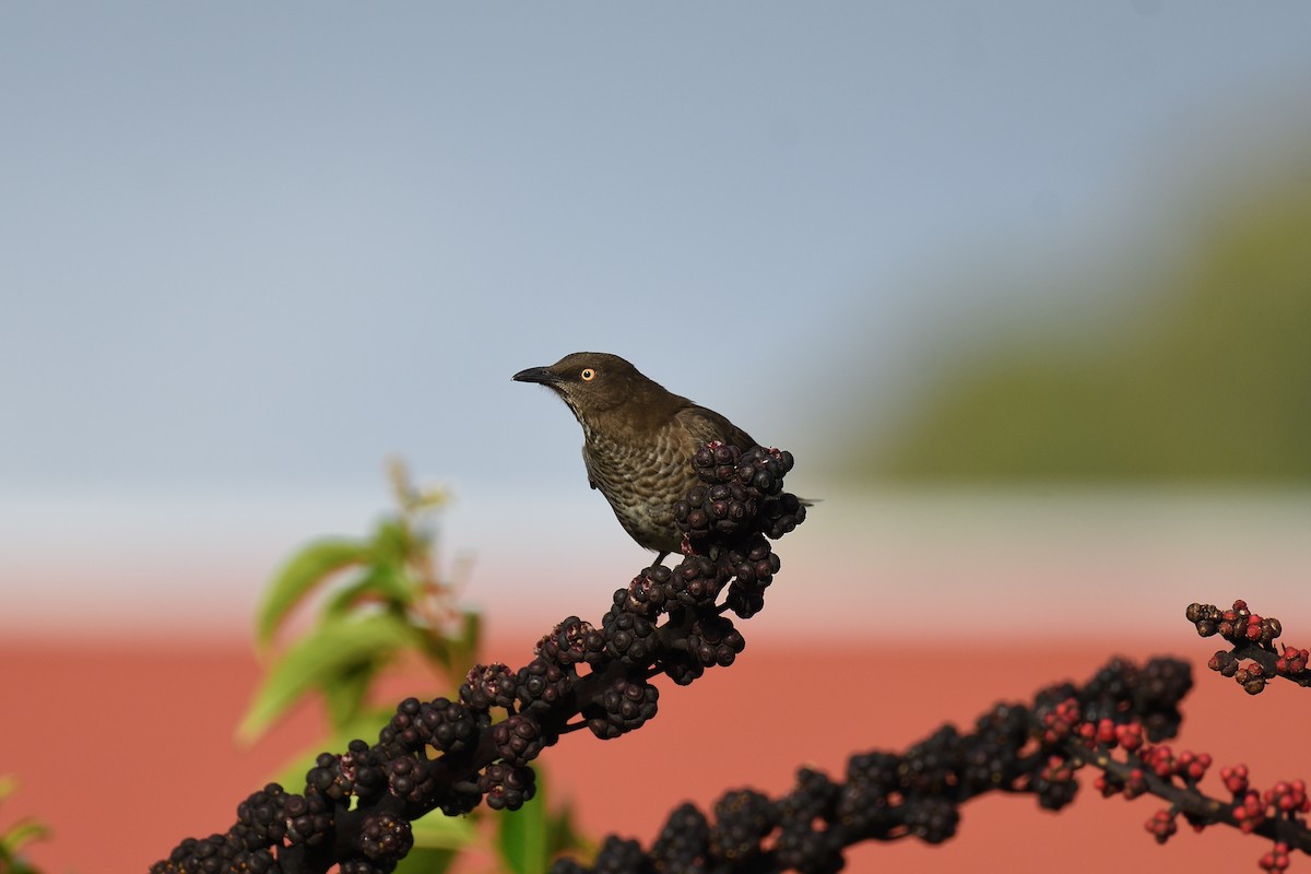 Scaly-breasted Thrasher - ML609305514