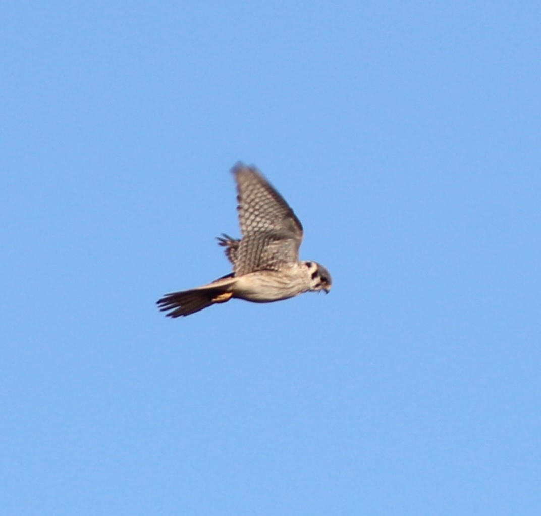 American Kestrel - ML609305518