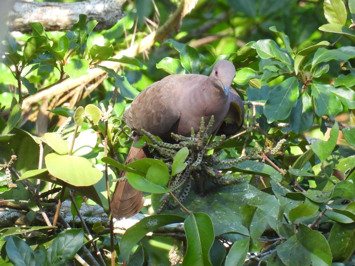 Ruddy Pigeon - ML609305528