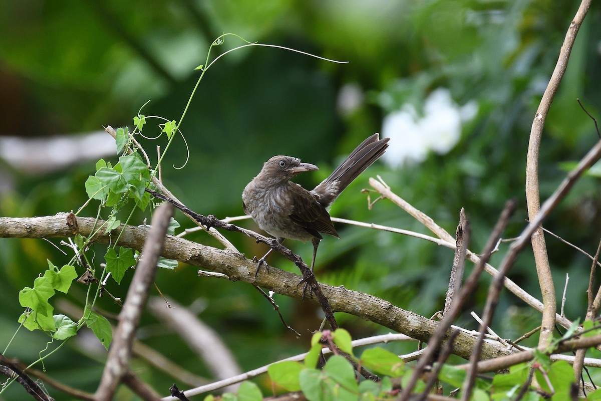 Pearly-eyed Thrasher - ML609305529