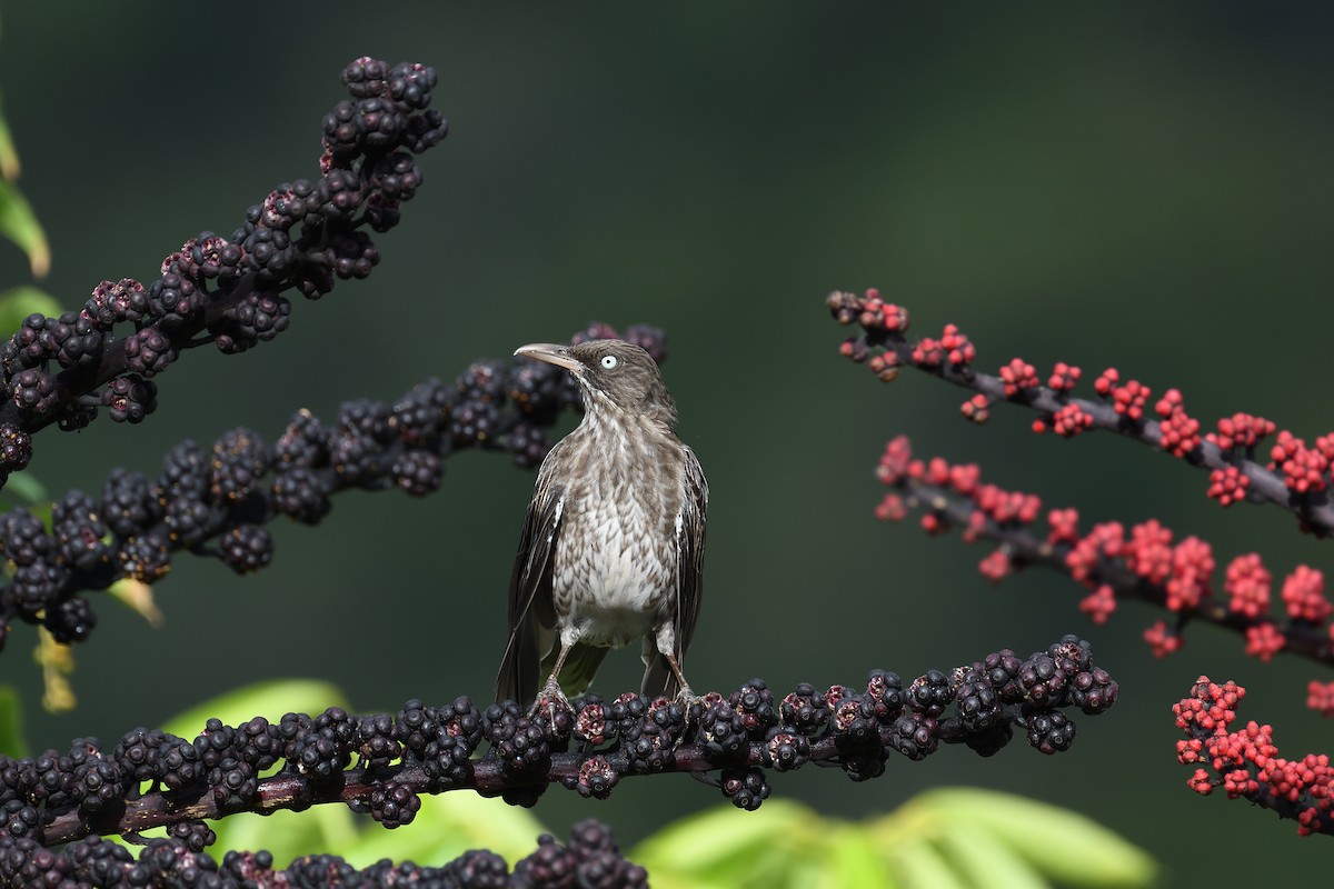 Pearly-eyed Thrasher - ML609305530