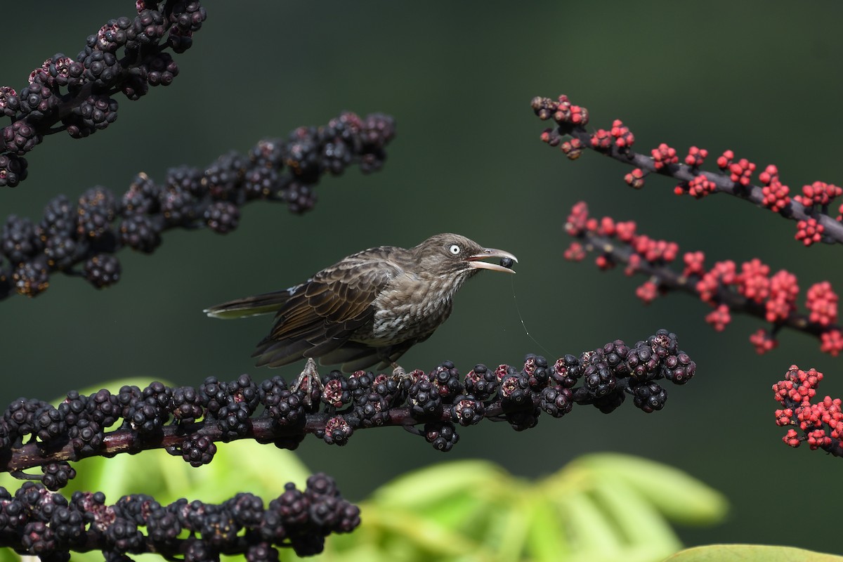 Pearly-eyed Thrasher - terence zahner