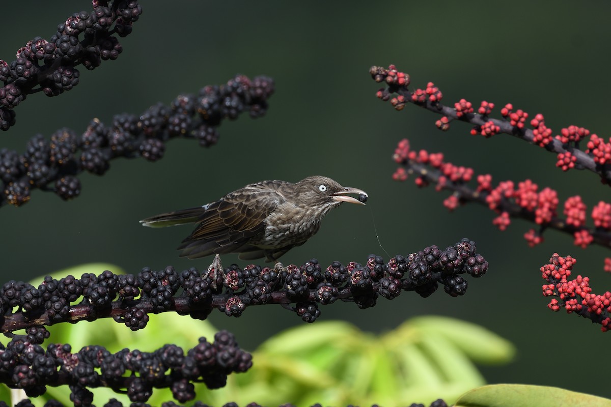 Pearly-eyed Thrasher - terence zahner