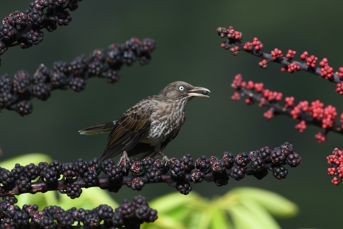 Pearly-eyed Thrasher - terence zahner