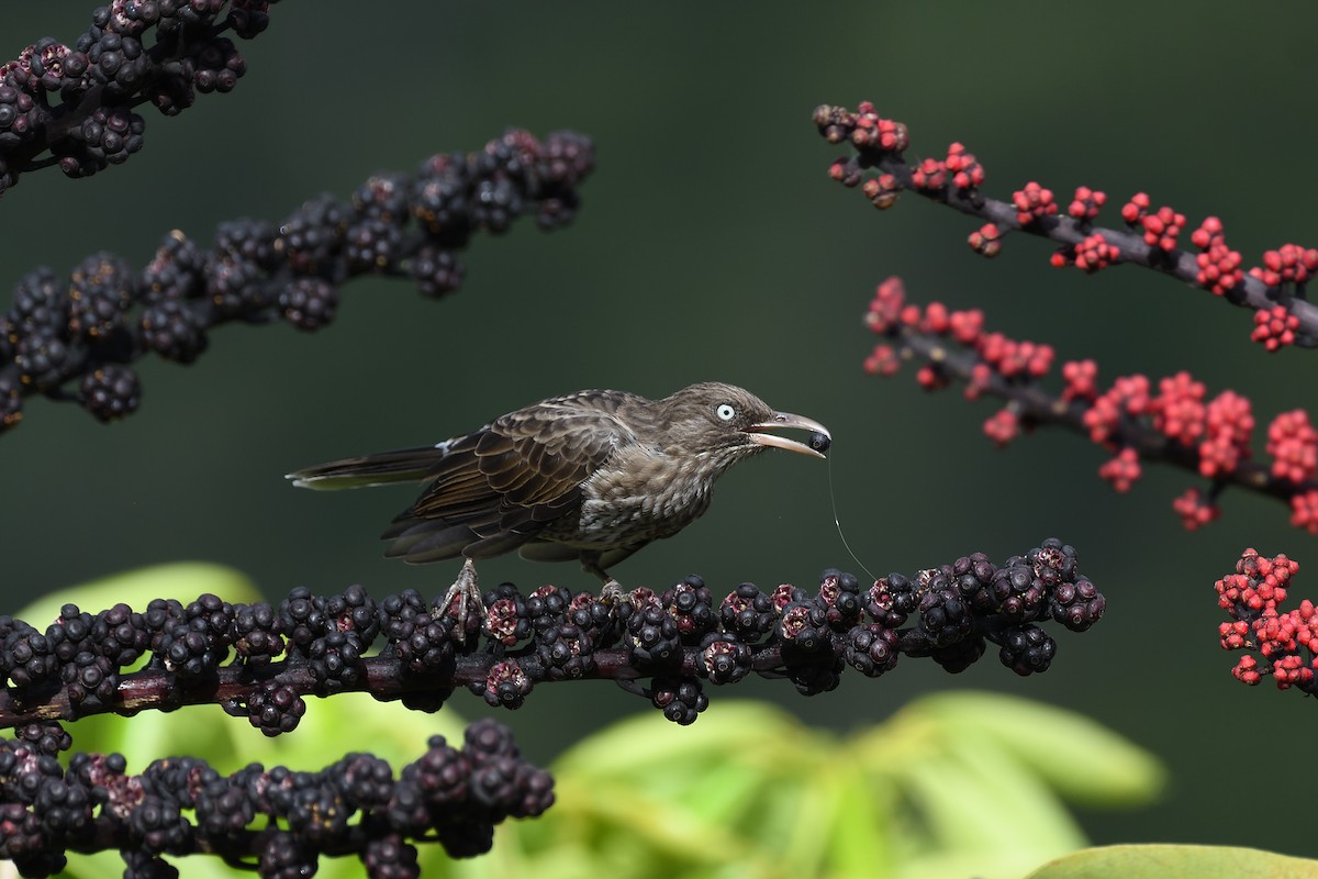 Pearly-eyed Thrasher - ML609305534