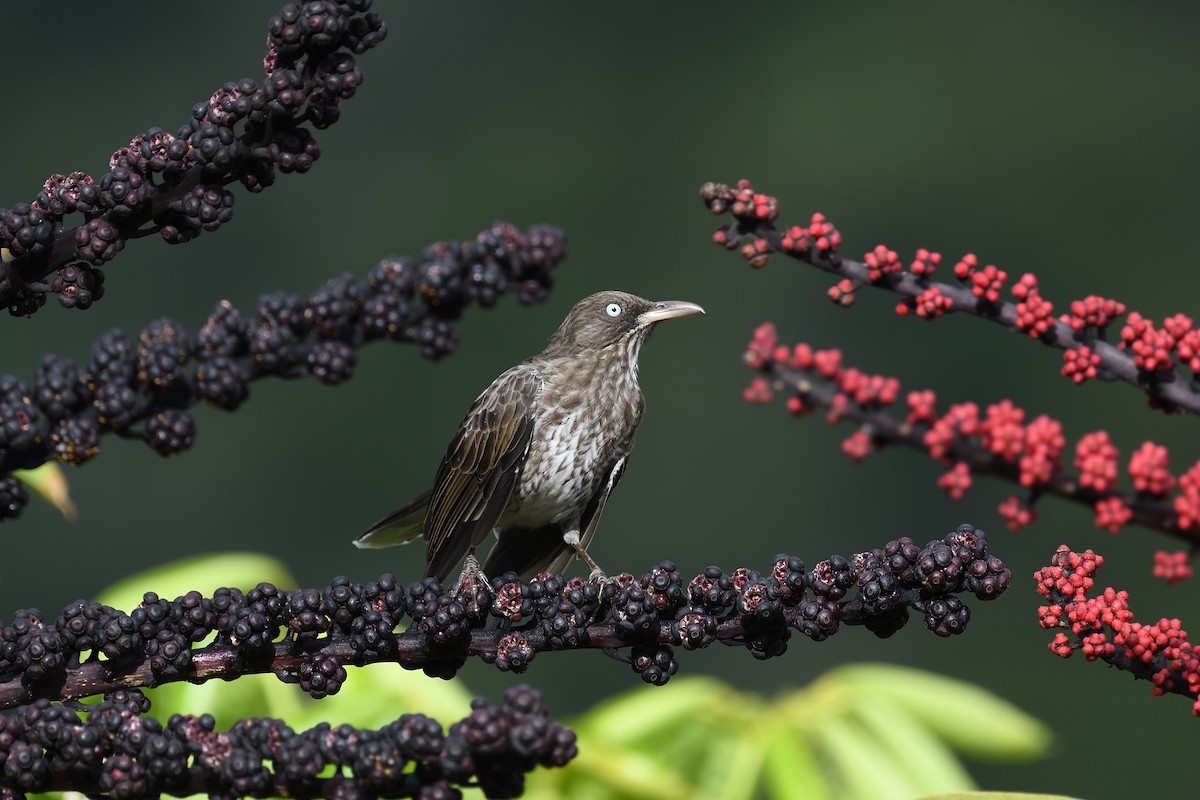 Pearly-eyed Thrasher - terence zahner