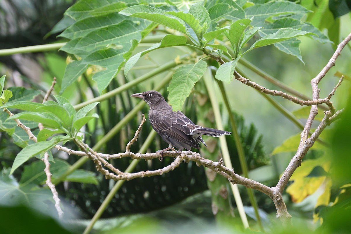 Pearly-eyed Thrasher - ML609305536