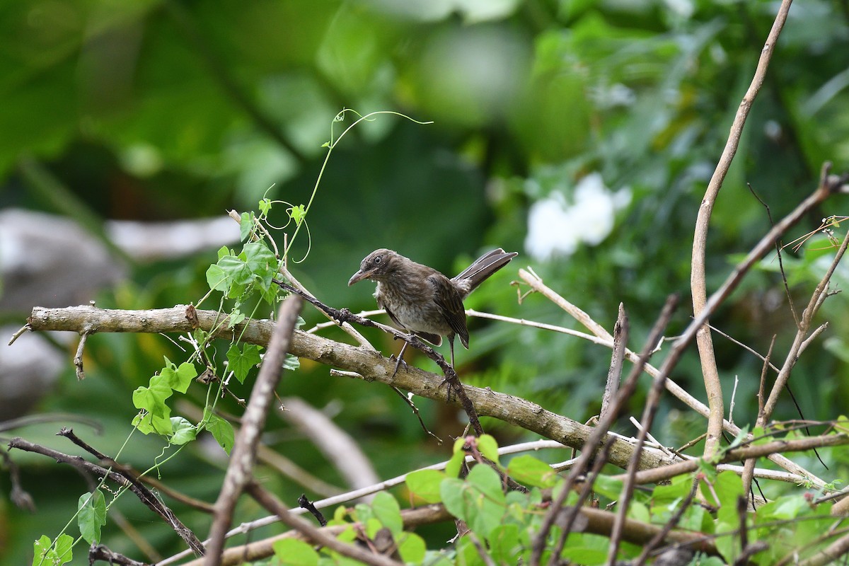 Pearly-eyed Thrasher - ML609305537