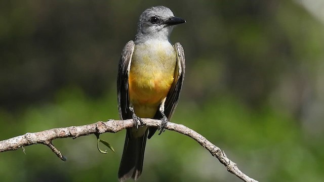 Tropical Kingbird - ML609305788