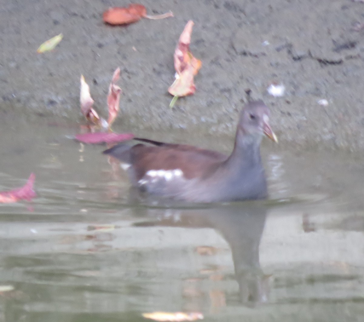 Eurasian Moorhen - Randall Owen