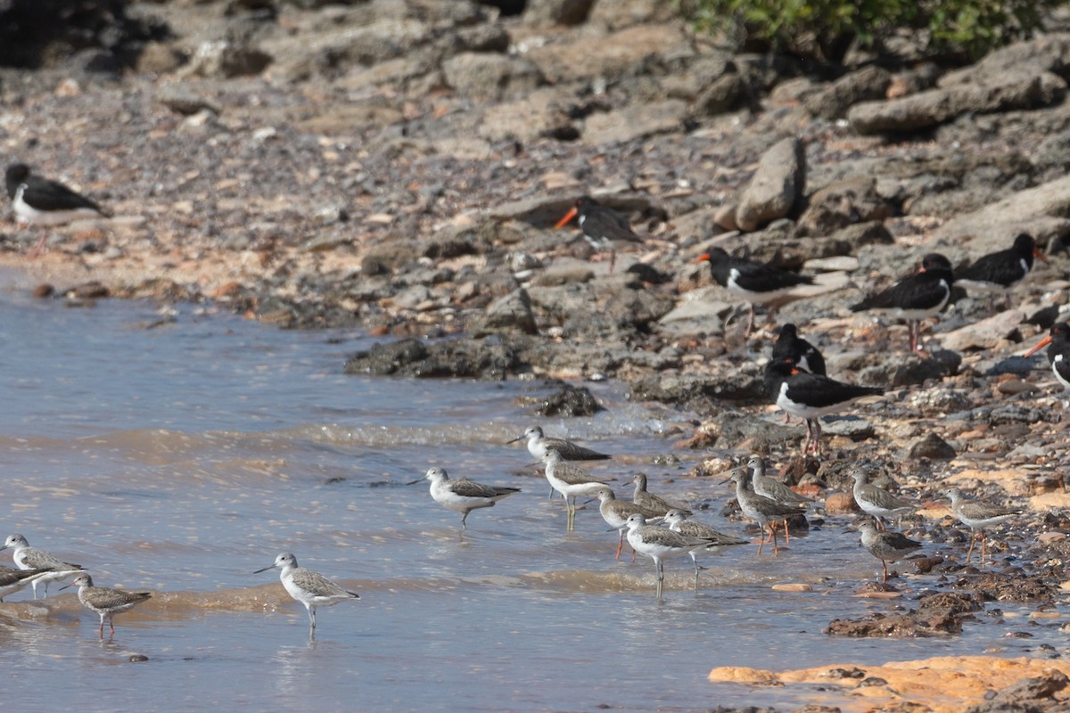 Common Redshank - ML609305810