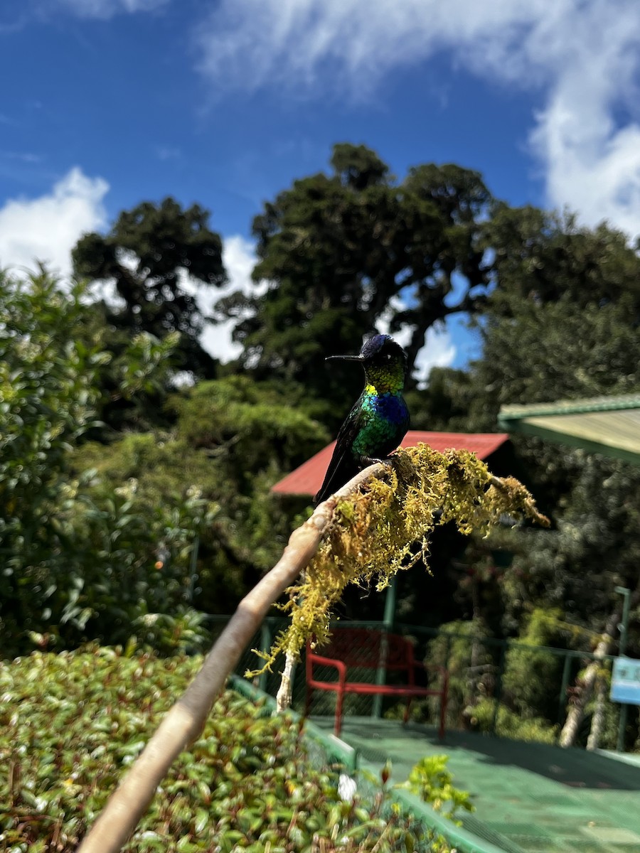 Fiery-throated Hummingbird - ML609305830