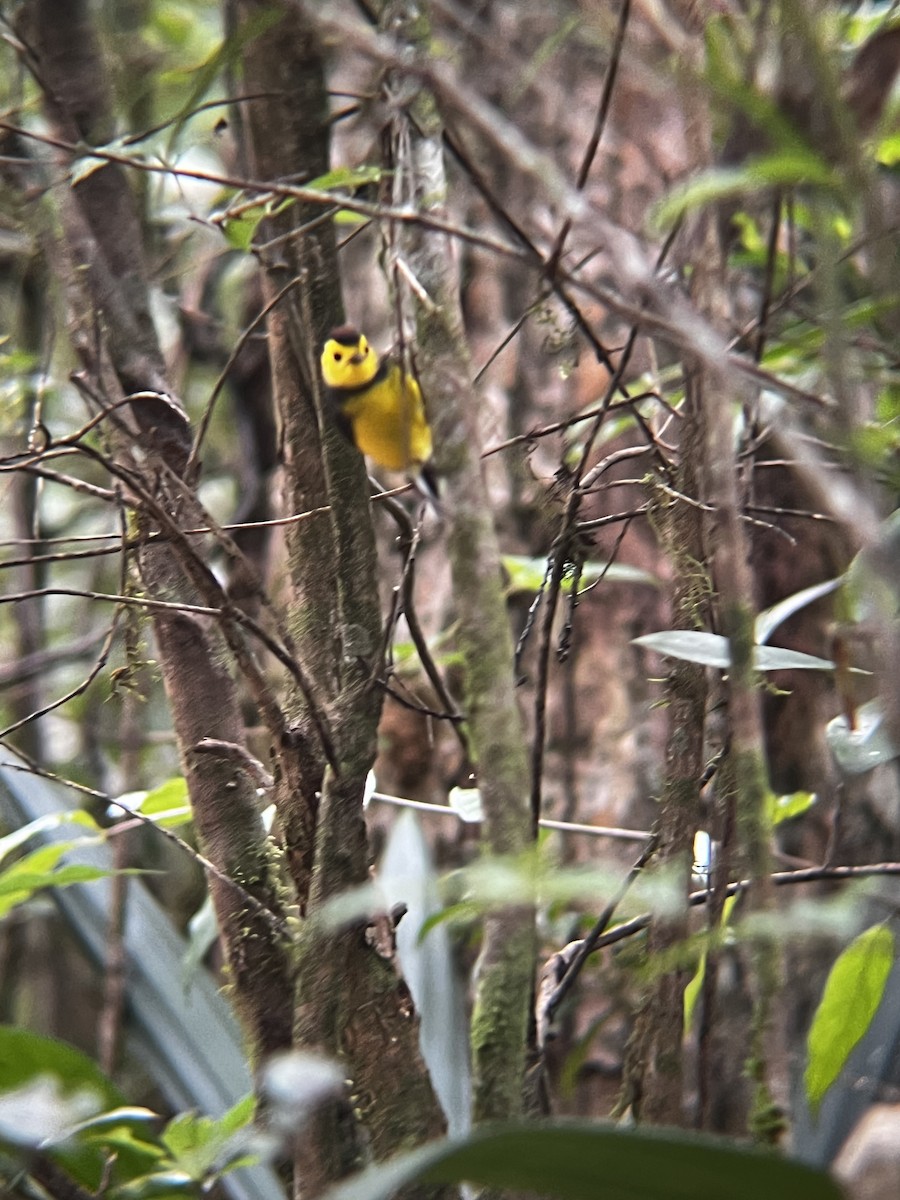 Collared Redstart - ML609305848