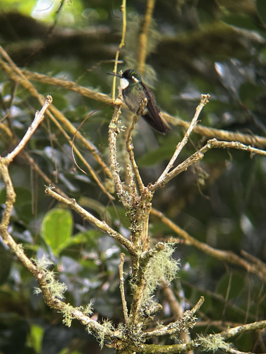 White-throated Mountain-gem - ML609305892