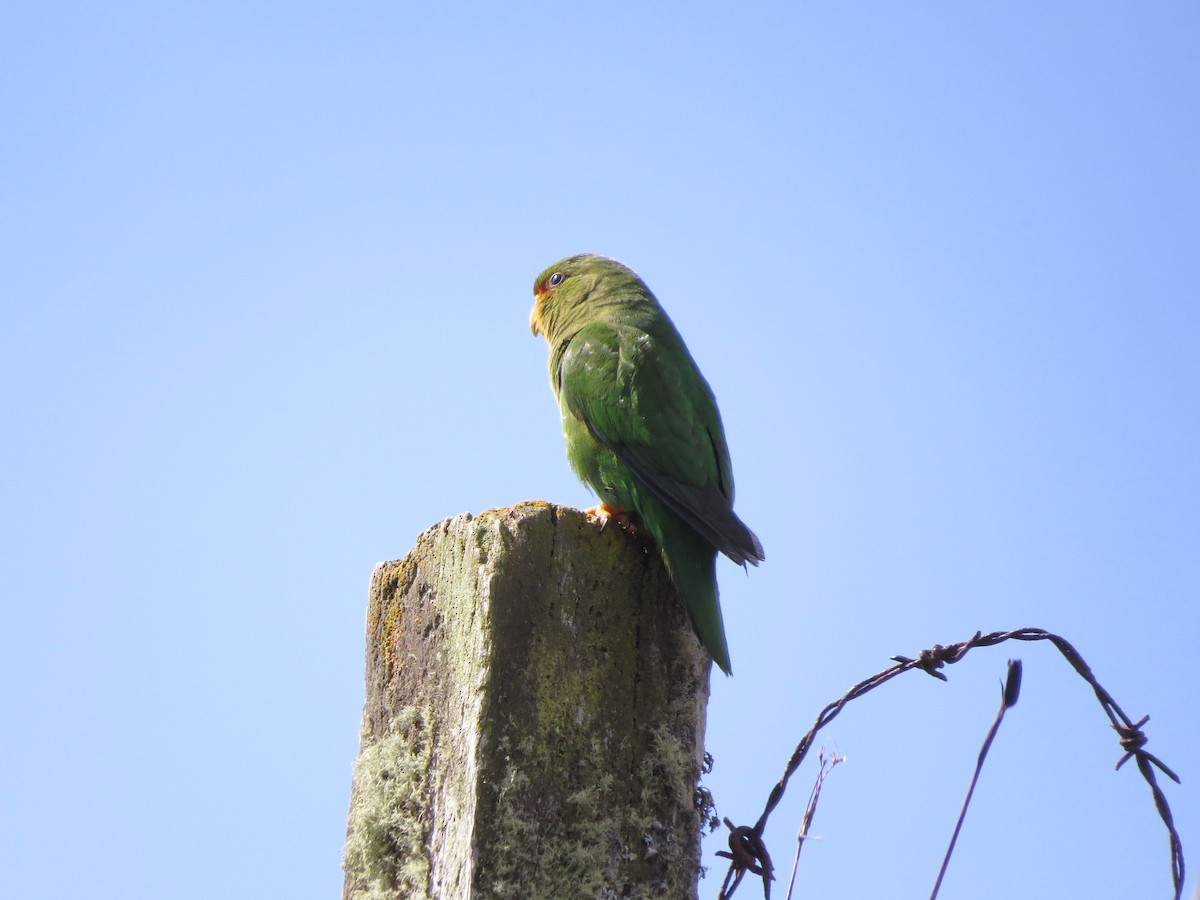 Rufous-fronted Parakeet - ML609305907