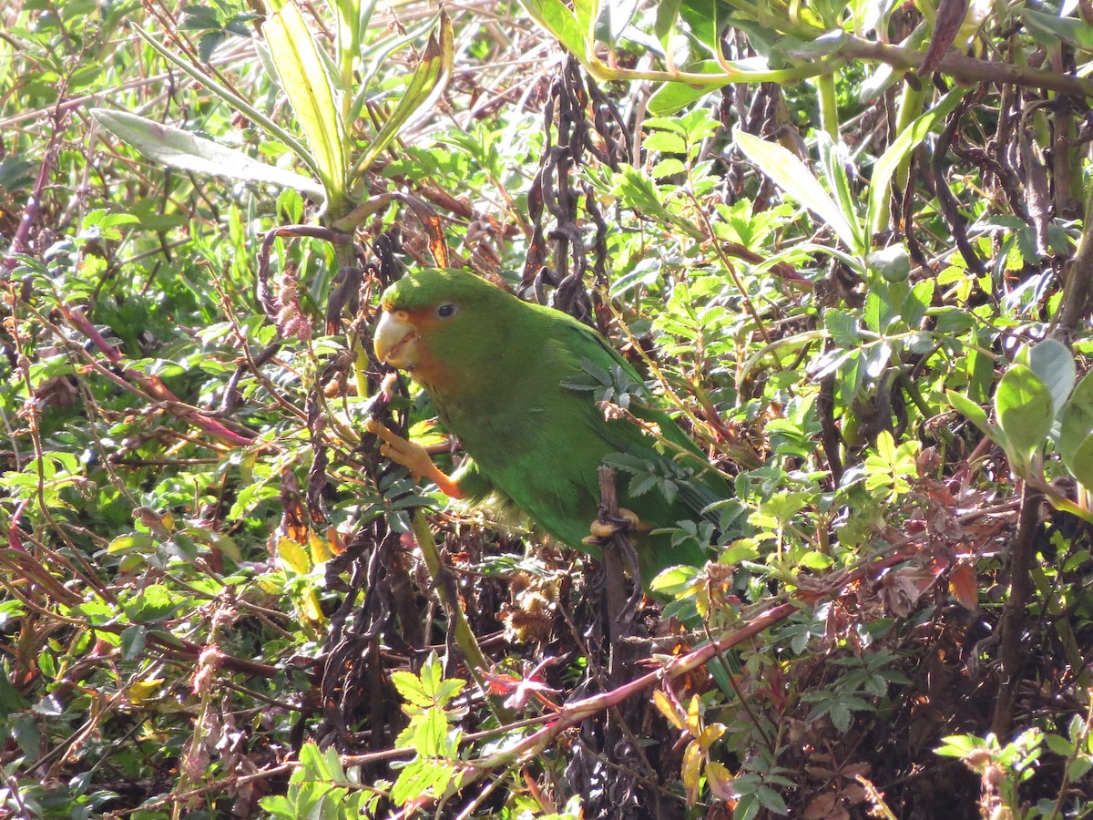 Rufous-fronted Parakeet - ML609305908