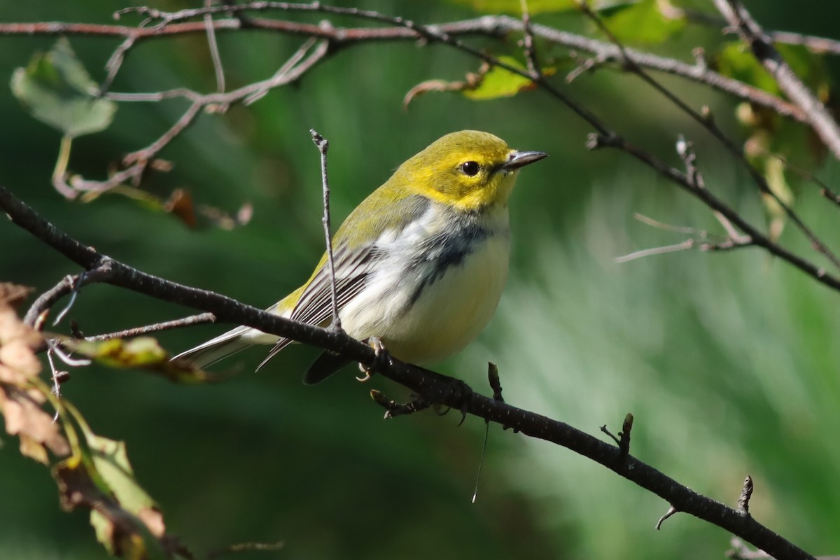 Black-throated Green Warbler - ML609305982