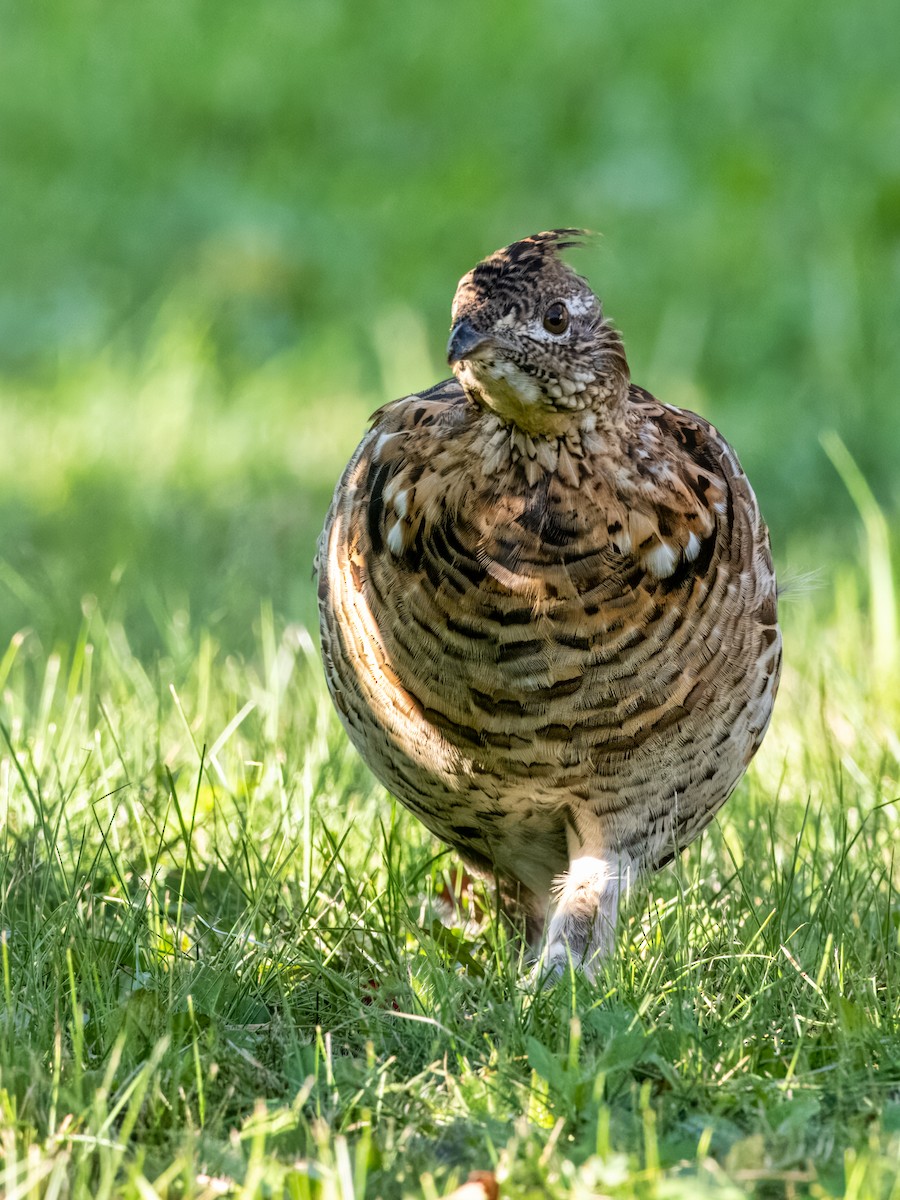 Ruffed Grouse - ML609305985