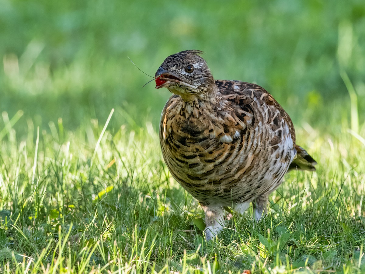 Ruffed Grouse - Steven Meisel