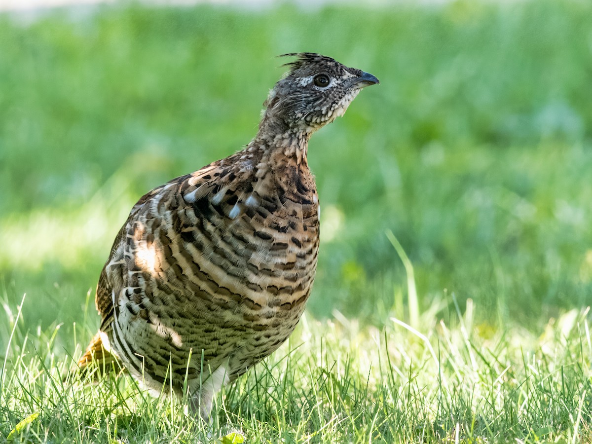 Ruffed Grouse - ML609305987