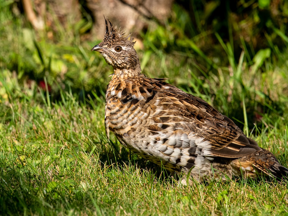 Ruffed Grouse - ML609305988