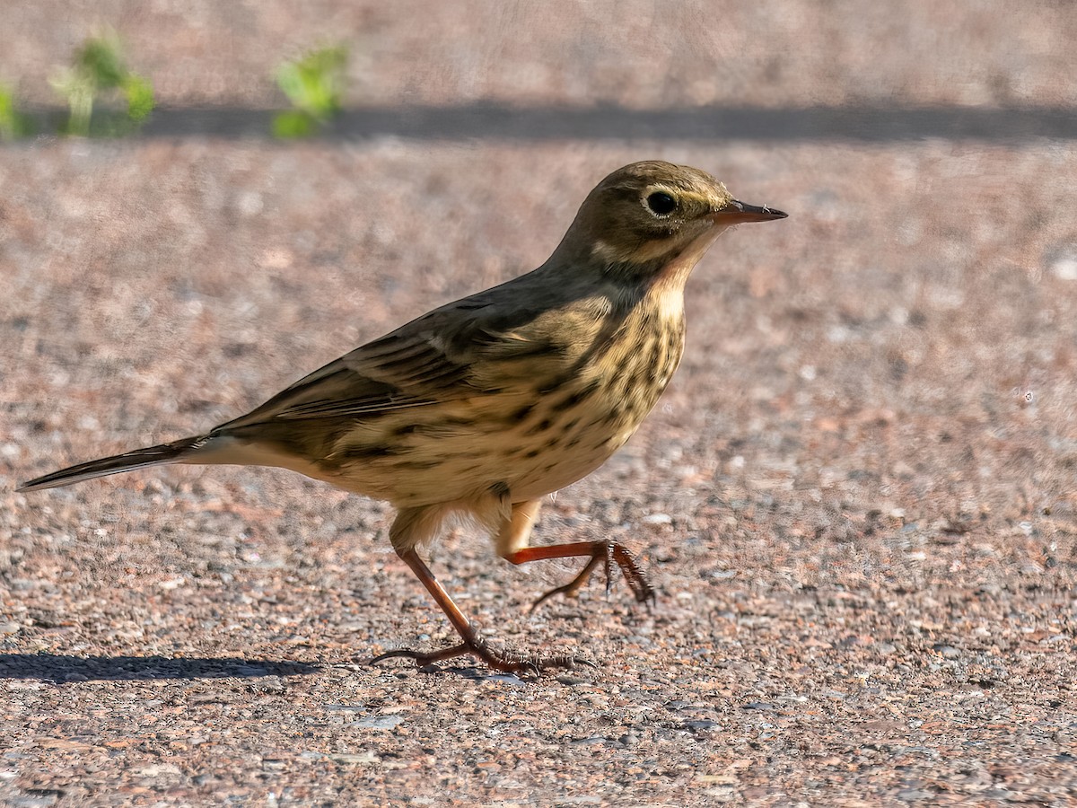 American Pipit - ML609306006