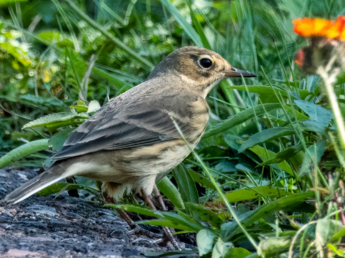 American Pipit - ML609306007