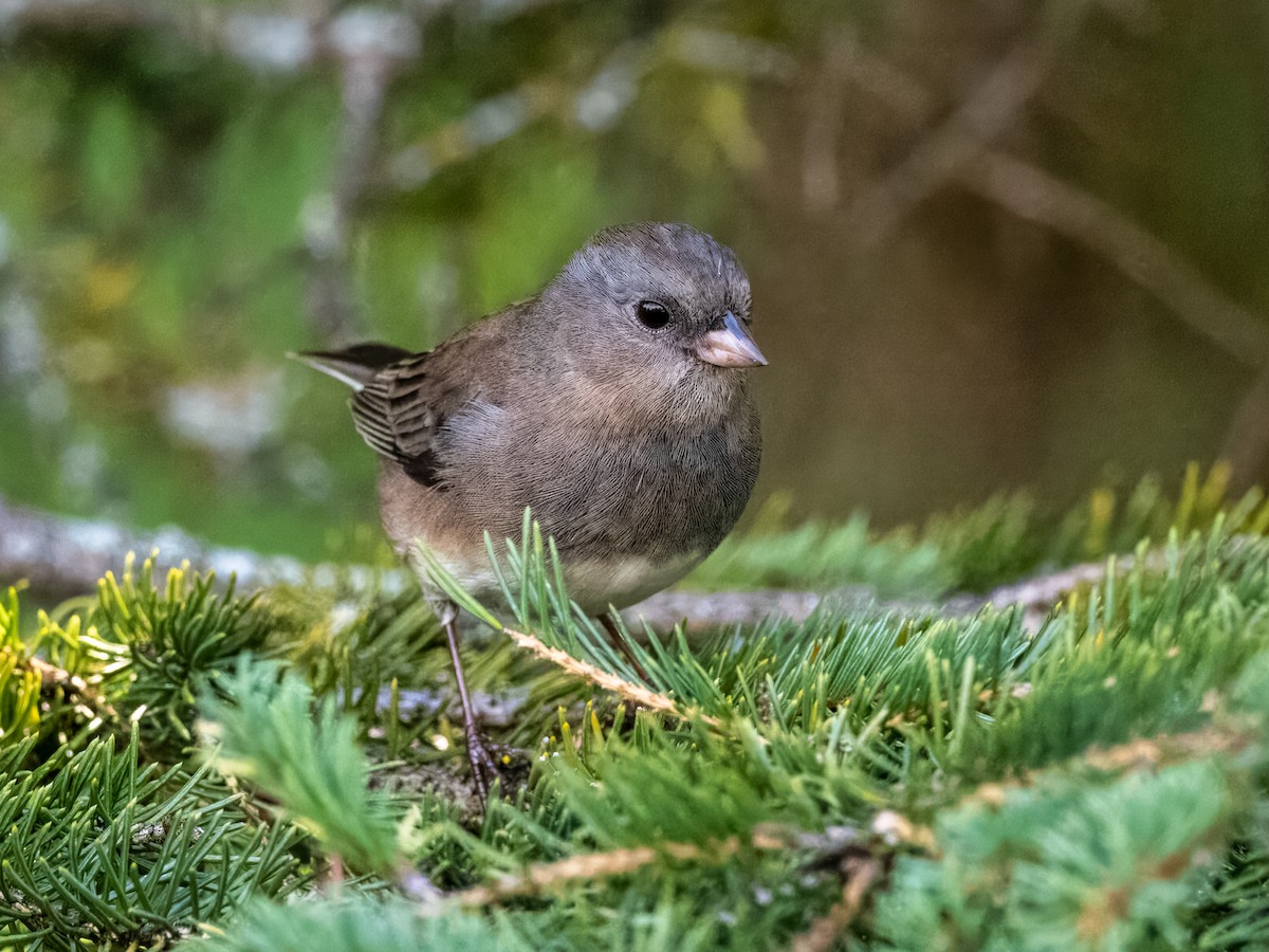 Dark-eyed Junco - ML609306014