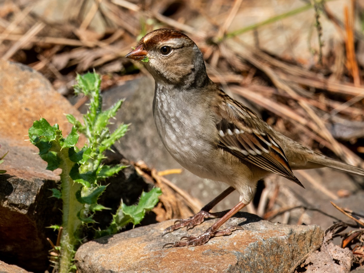 White-crowned Sparrow - ML609306015