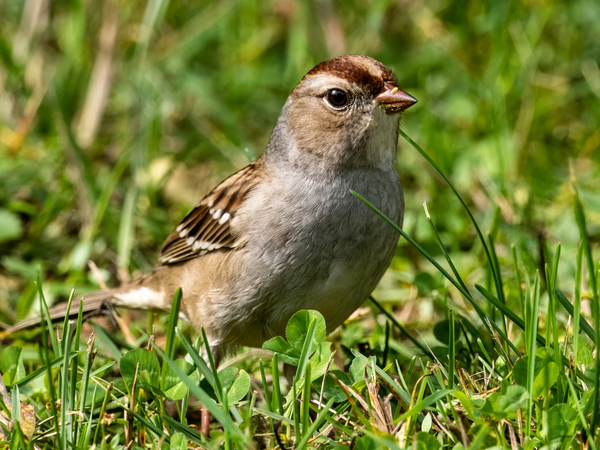 White-crowned Sparrow - ML609306016