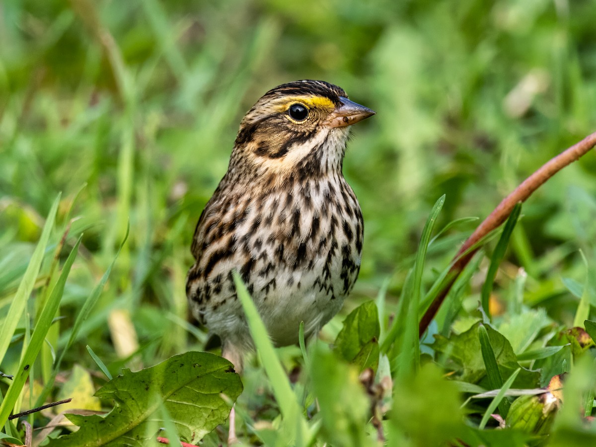 Savannah Sparrow - ML609306022