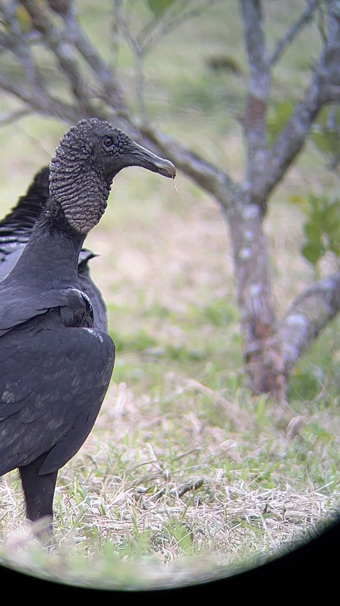 Black Vulture - ML609306033