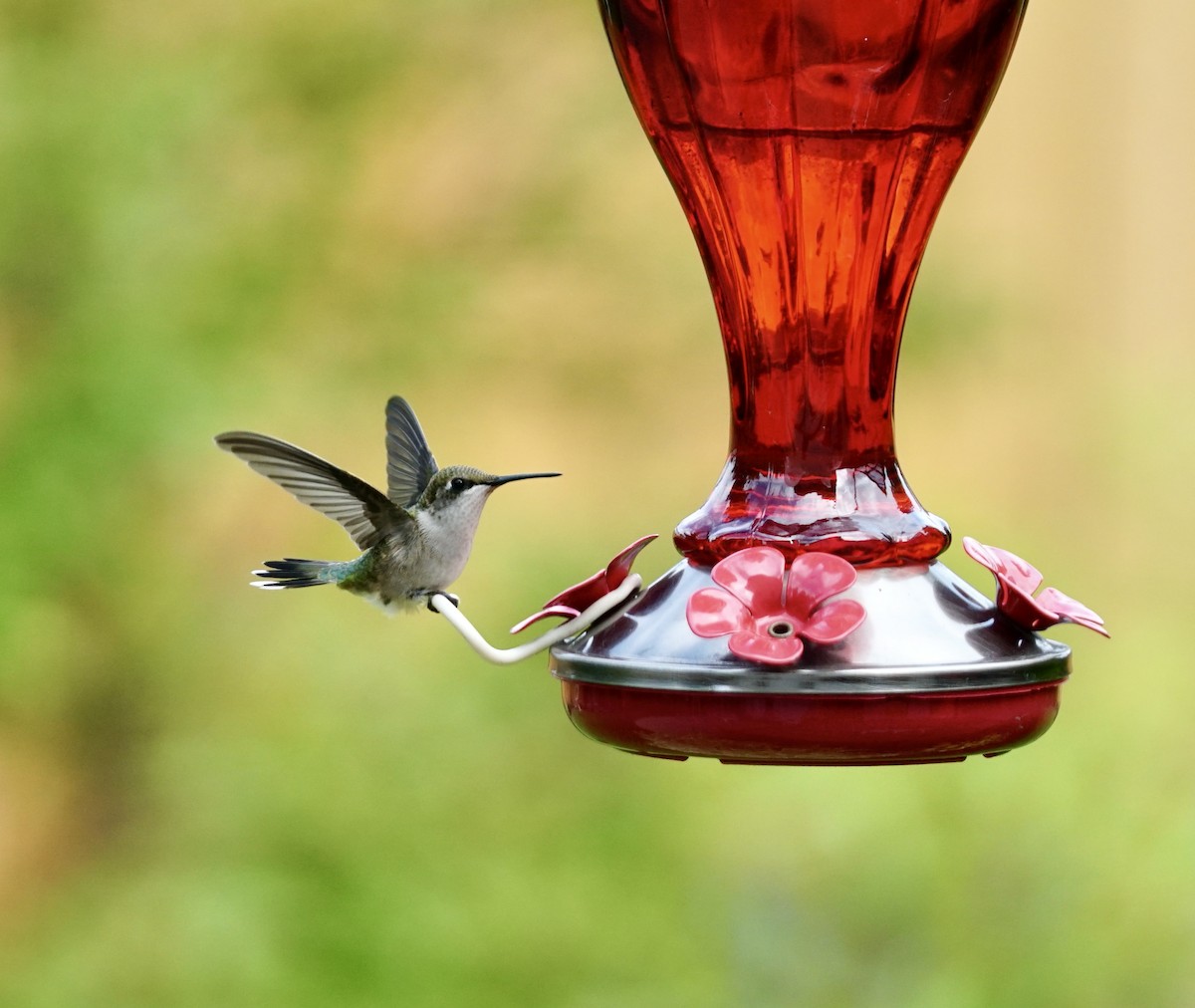 Ruby-throated Hummingbird - ML609306044