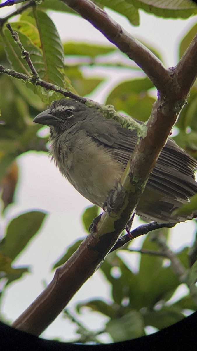 Cinnamon-bellied Saltator - ML609306049