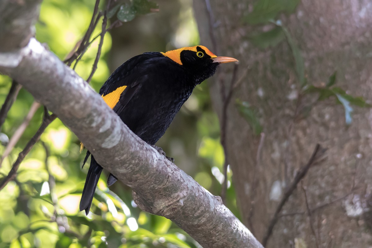 Regent Bowerbird - ML609306076