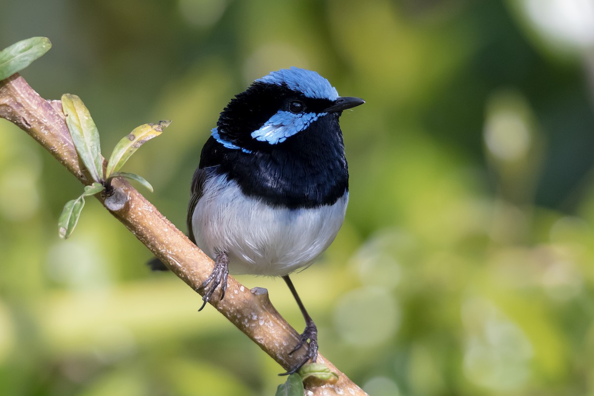 Superb Fairywren - ML609306082