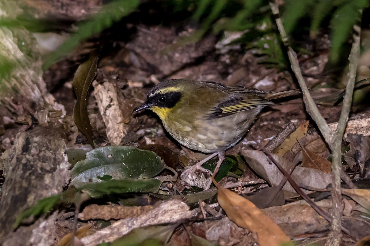 Yellow-throated Scrubwren - ML609306085