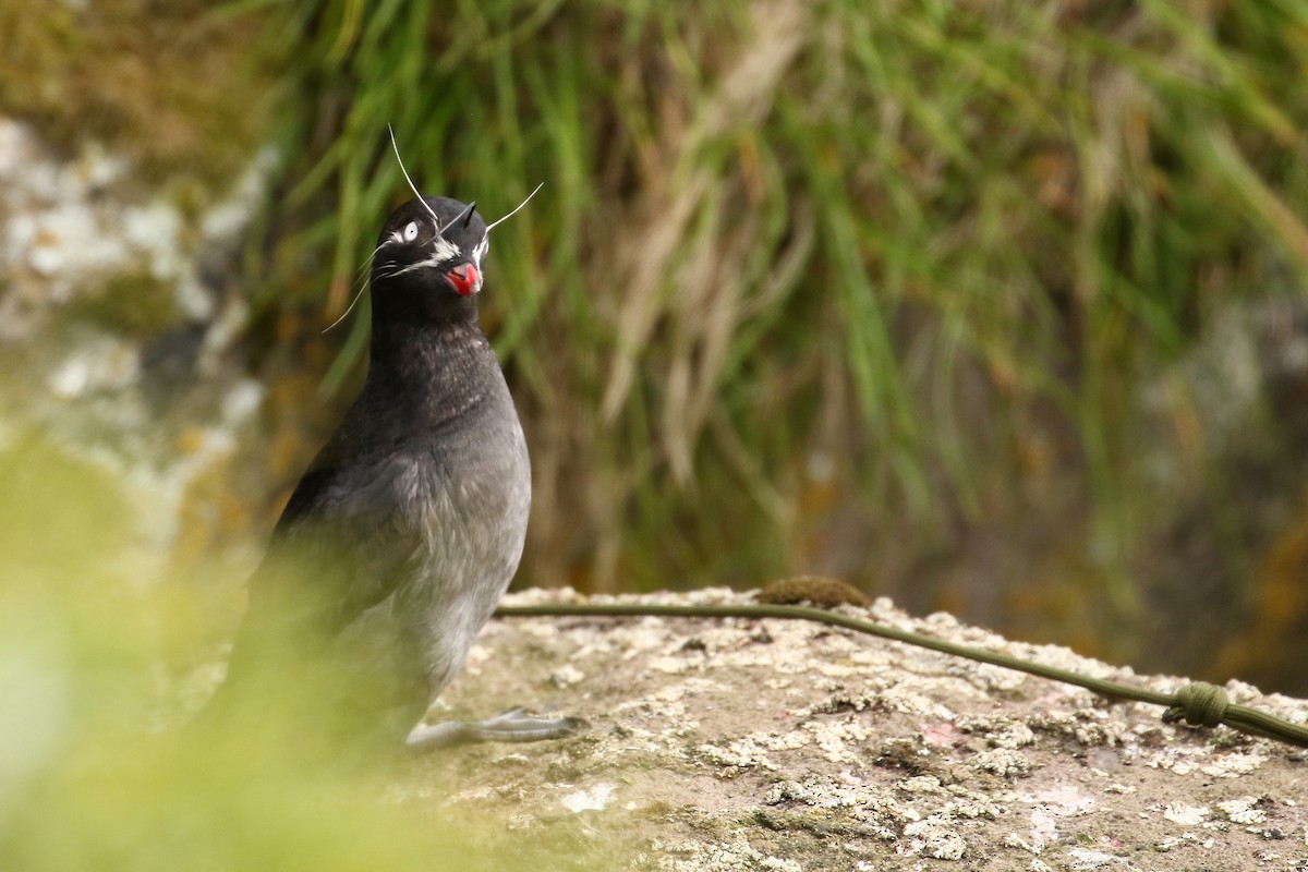 Whiskered Auklet - McKenzie Mudge