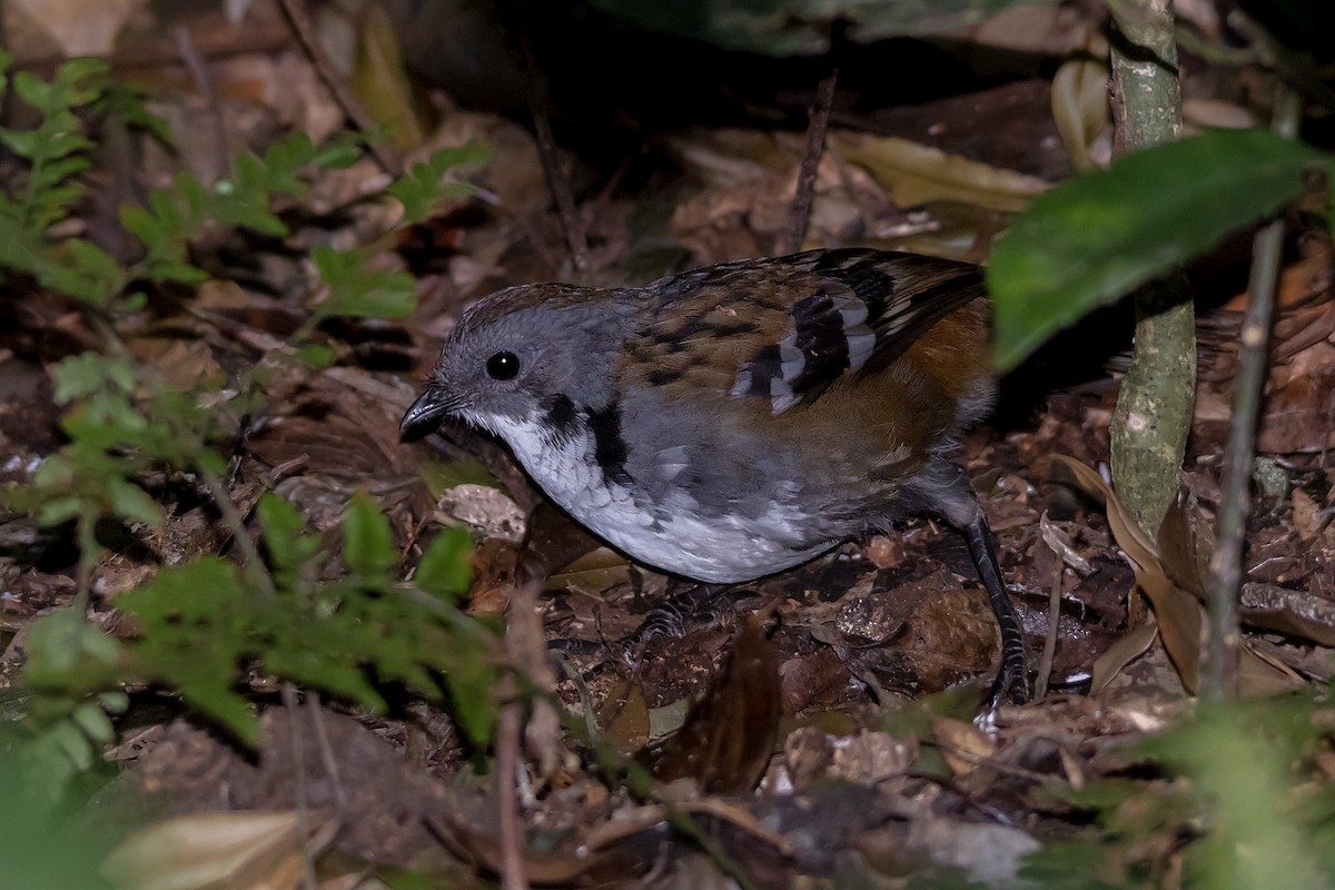 Australian Logrunner - ML609306100