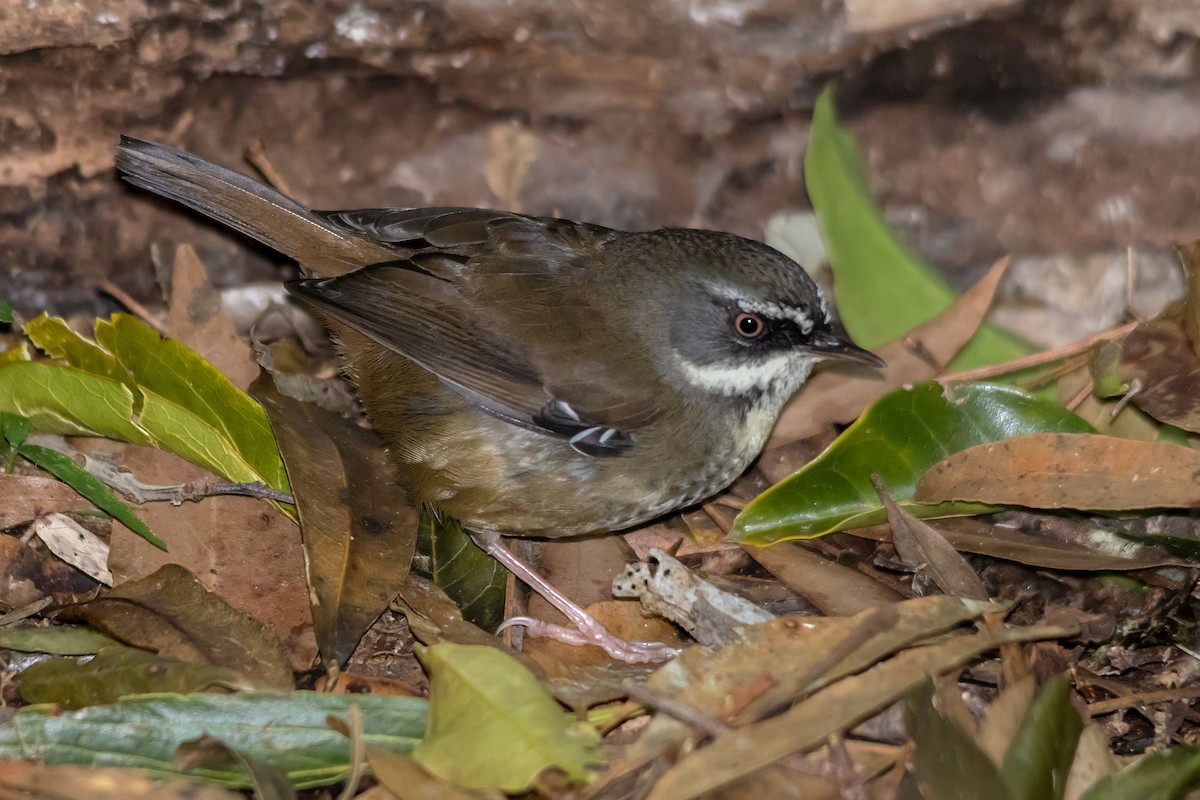 White-browed Scrubwren - ML609306107