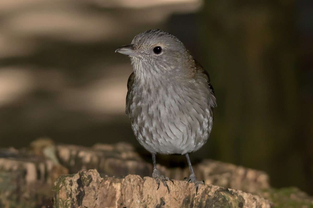 Gray Shrikethrush - ML609306111