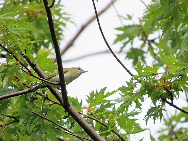 Red-eyed Vireo - ML609306114