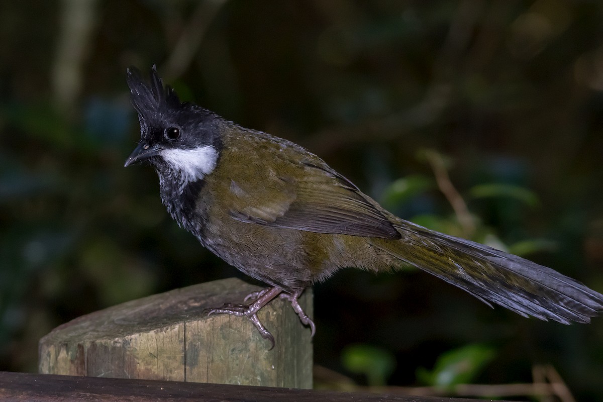 Eastern Whipbird - ML609306115