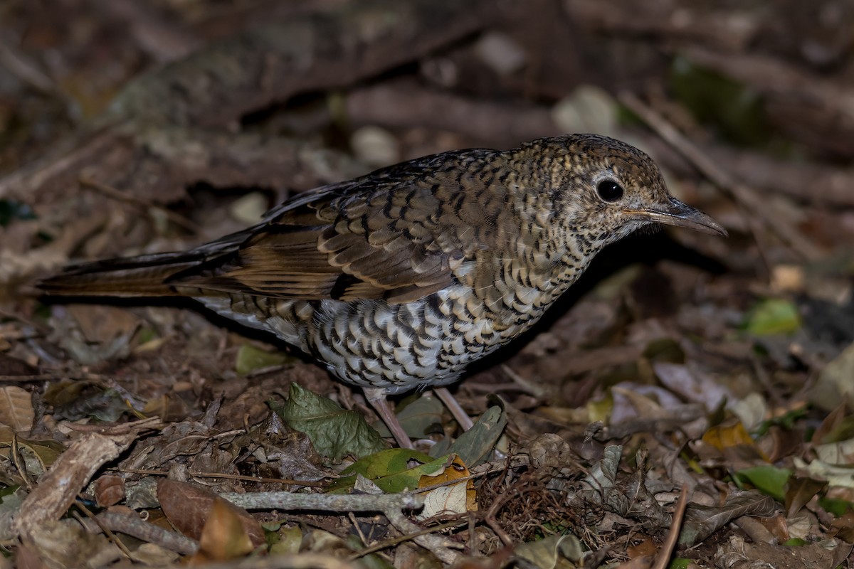 Bassian Thrush - ML609306120