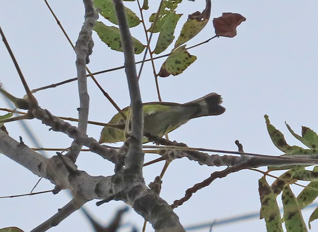 Magnolia Warbler - ML609306124