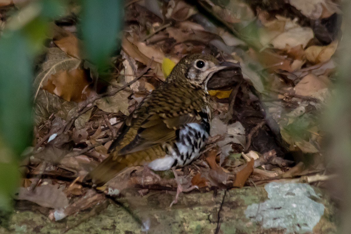 Russet-tailed Thrush - ML609306129