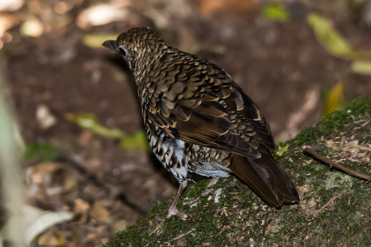 Bassian Thrush - ML609306132