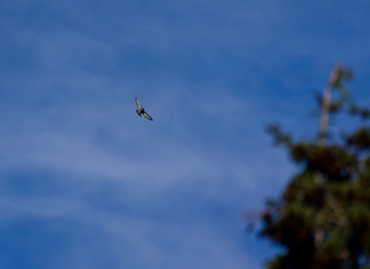 Broad-winged Hawk - ML609306205